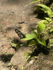 a butterfly in the cloudforest