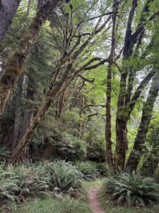 Del Norte Redwoods, Oregon Coast the Indigenous Wisdom of Sacred Landscapes